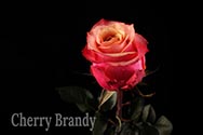 cherry-brandy